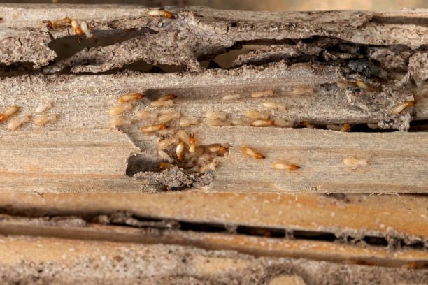 Best Affordable Pest Control Services  in Arizona City, AZ