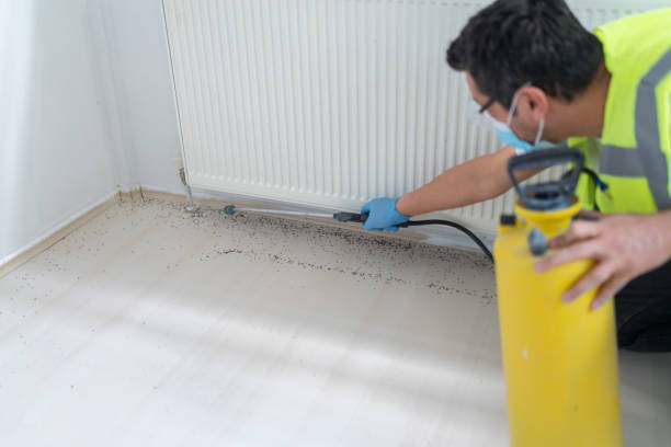Best Termite Control Services  in Arizona City, AZ